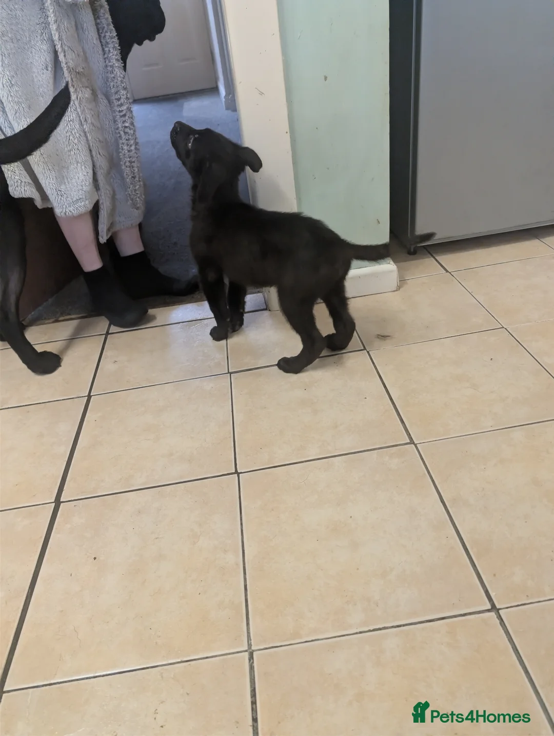 Mixed Breed dogs for sale: Cane corso x German shepherd pups  - Advert 30