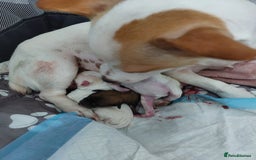 Jack Russell dogs for sale: Jack Russell puppies sale  - Image 5