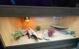 Bearded Dragon reptiles for sale: Bearded Dragon  - Image 4