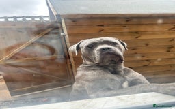 Cane Corso dogs for stud: For stud cane corso   - Image 2