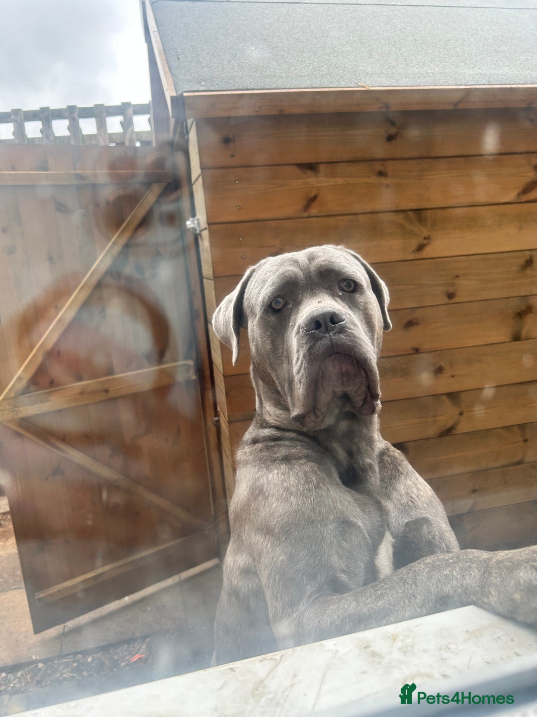 Cane Corso dogs for stud: For stud cane corso   - Image 2