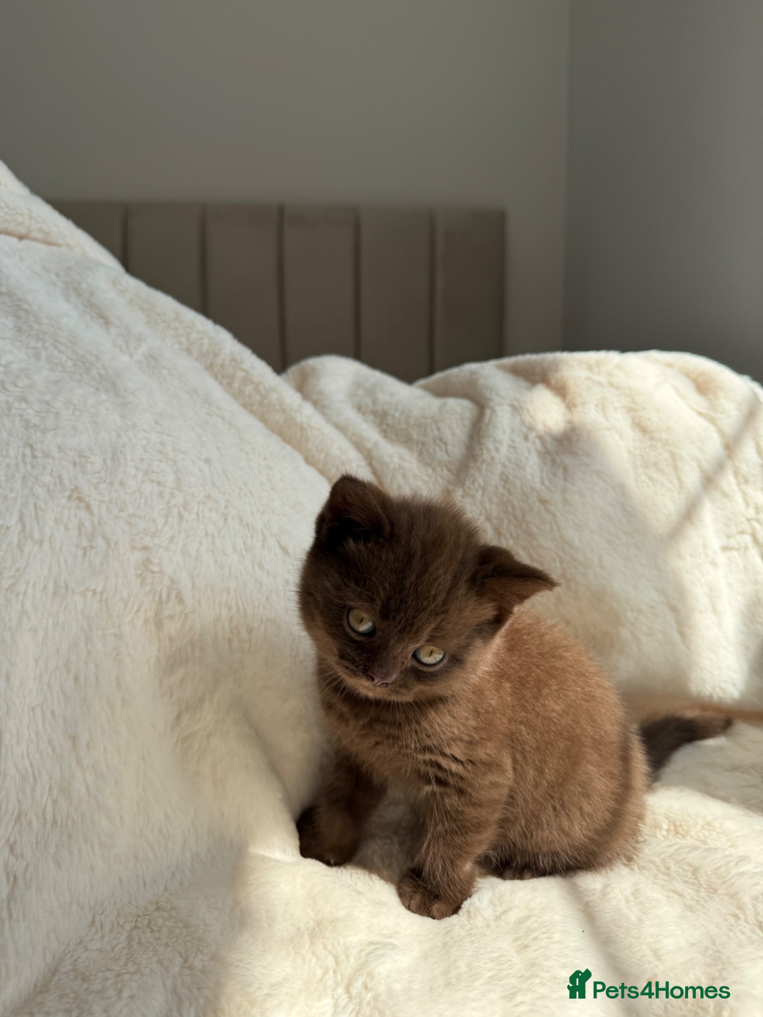 British Shorthair cats Cinnamon British Short Hair Kitten  - Advert 1