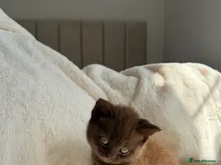British Shorthair cats Cinnamon British Short Hair Kitten - Advert 3