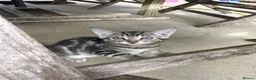 Mixed Breed cats for sale: Kittens - Advert 5
