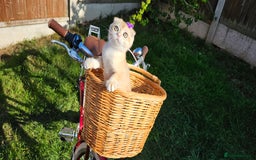 Scottish Fold cats for sale: READY NOW-TICA-SCOTTISH FOLD GIRL  - Image 14