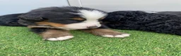 Bernedoodle dogs for sale: Beautiful Tri colour bernedoodle puppies  - Advert 11