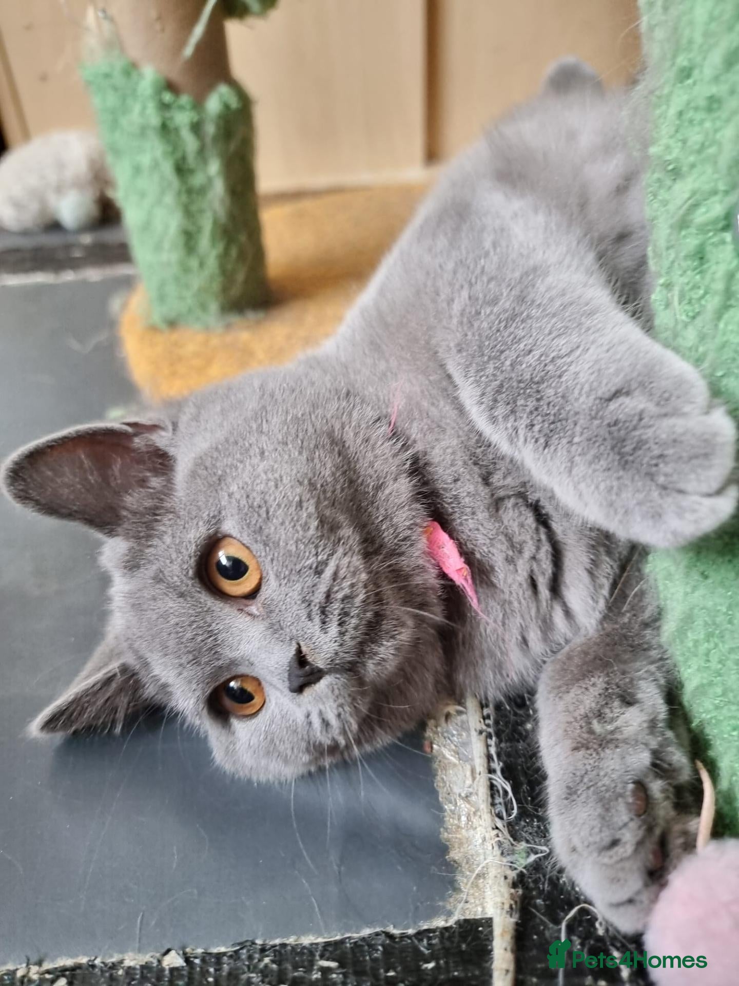 British Shorthair cats for sale: BSH GCCF Pedigree Healthy Beautiful Friendly  - Advert 2