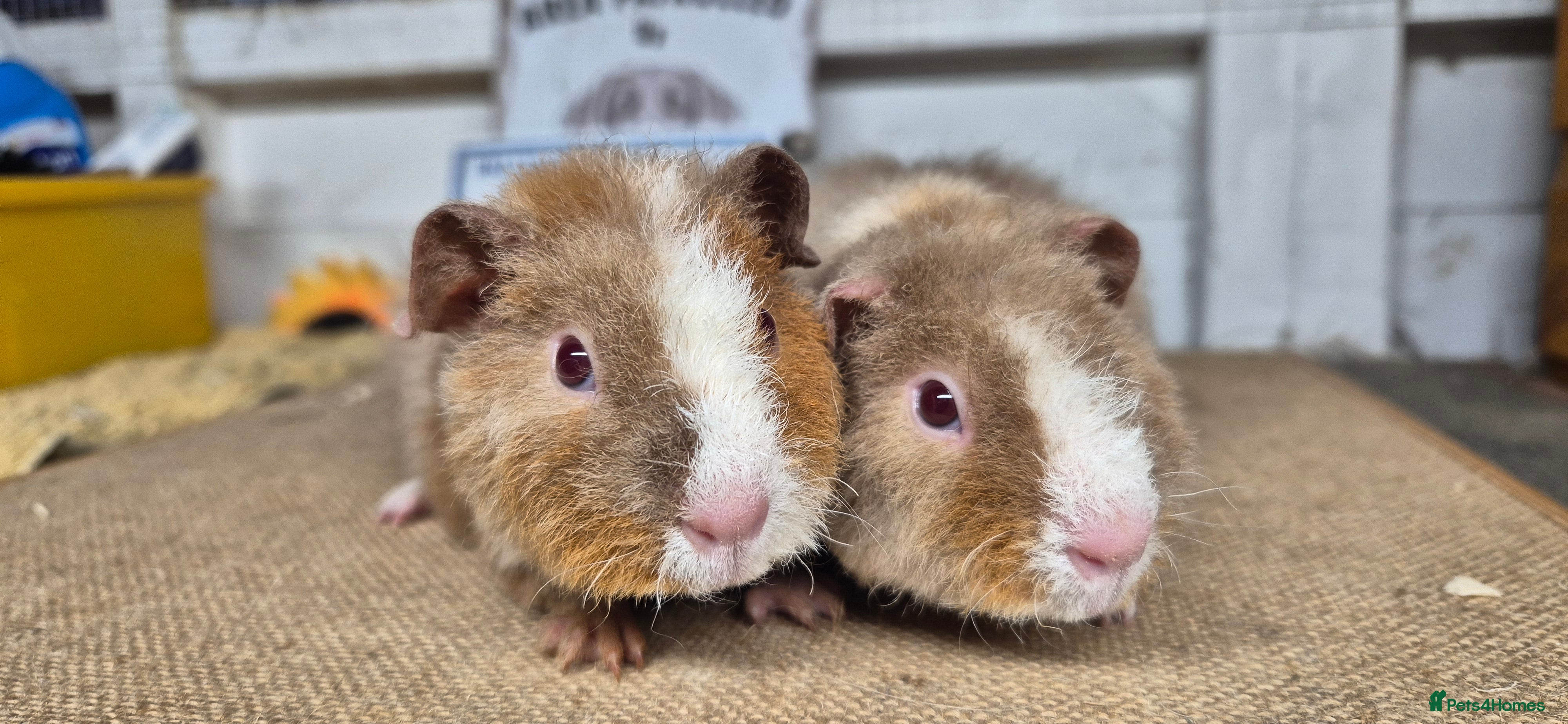 Guinea Pig rodents Baby teddy guinea pigs - Advert 12