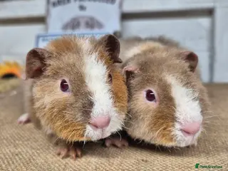 Guinea Pig rodents Baby teddy guinea pigs - Advert 12