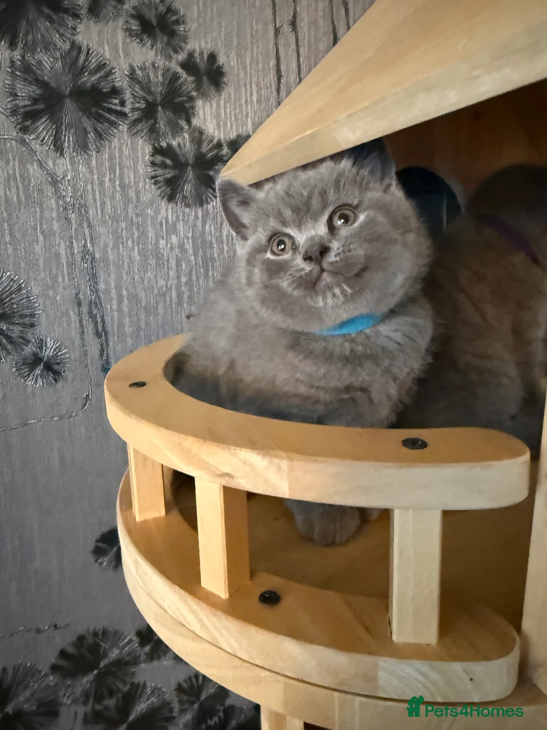 British Shorthair cats for sale: BSH kittens  - Advert 2