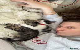 Domestic Shorthair cats for sale: Two cuddly kittens brother and sister  - Image 5