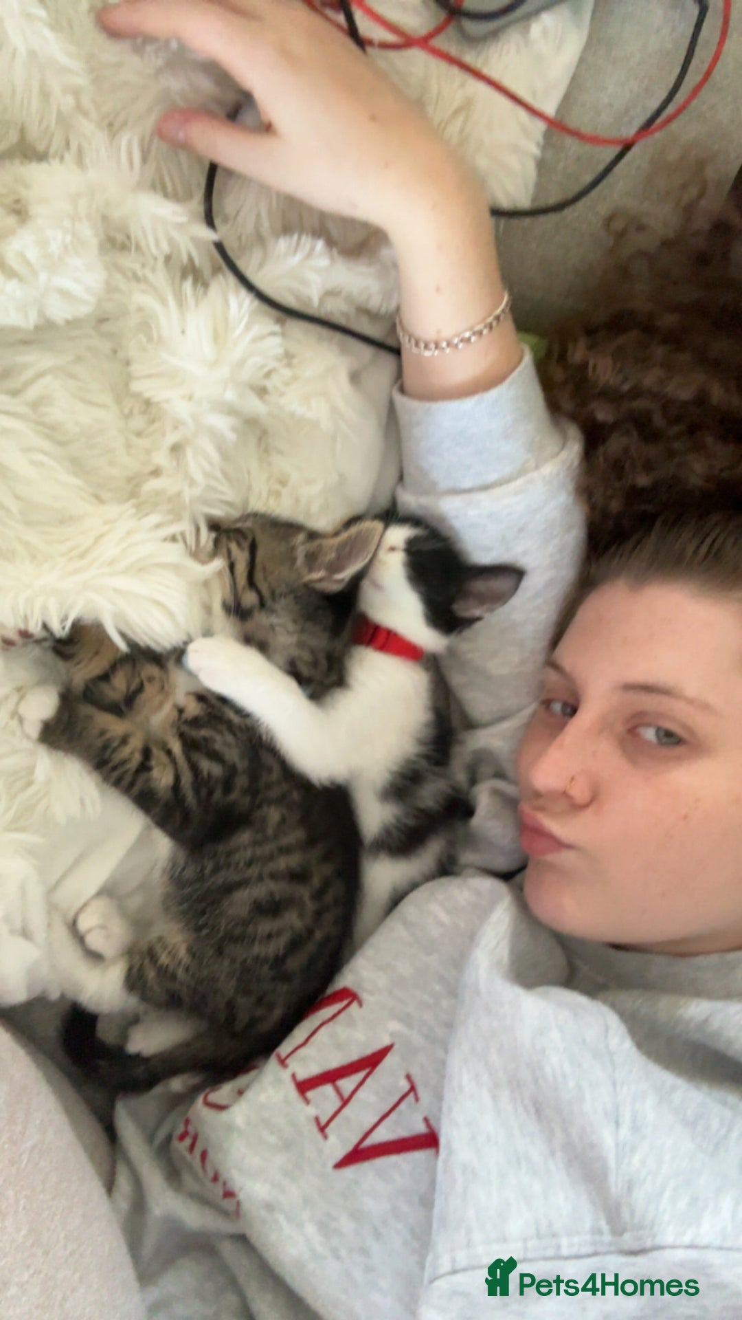 Domestic Shorthair cats for sale: Two cuddly kittens brother and sister  - Image 5