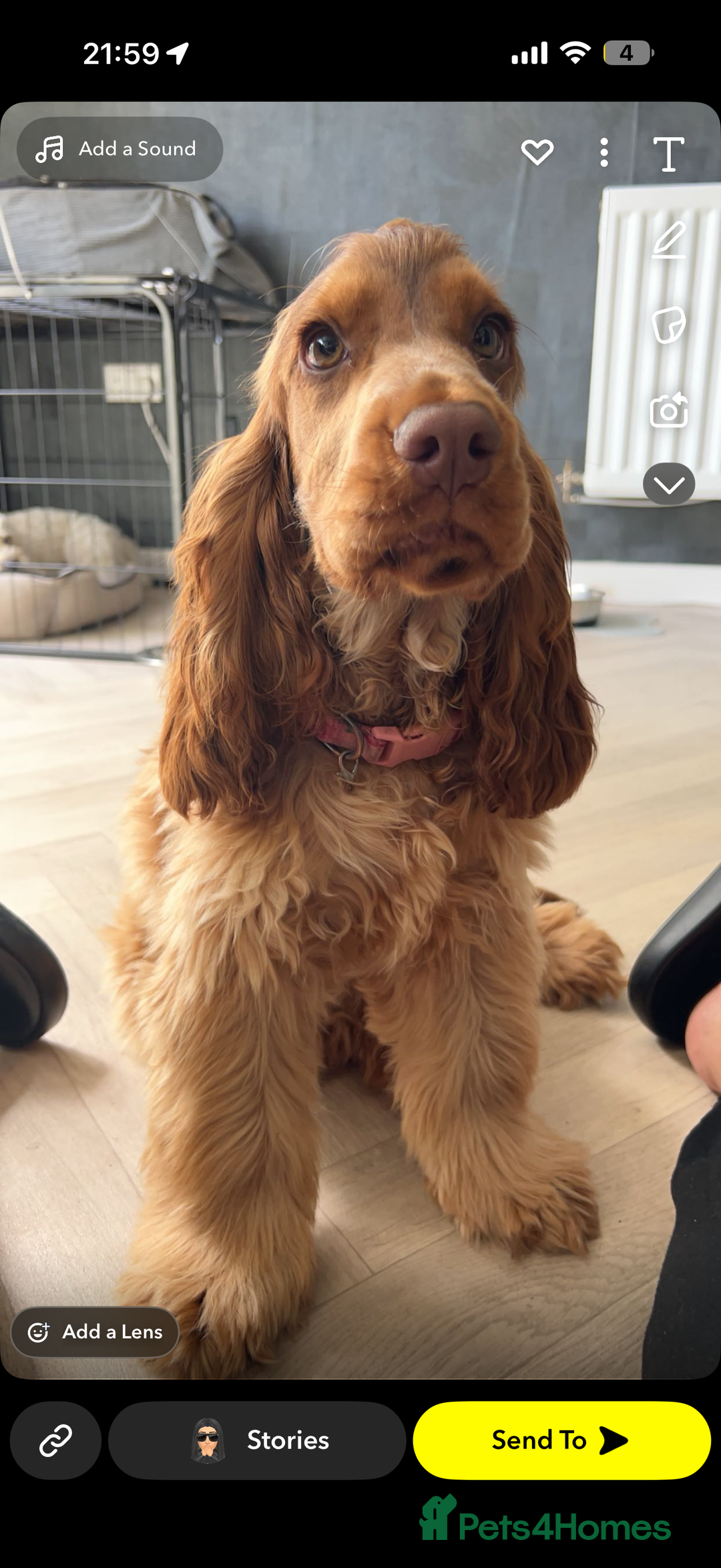 Cocker Spaniel dogs for sale: 🐶Rizi Bizi 🐶🐾 full pedigree show spaniels🐾  - Advert 10