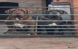 Neapolitan Mastiff dogs for sale: Nelly and vinnie Neapolitan mastiff  - Image 5