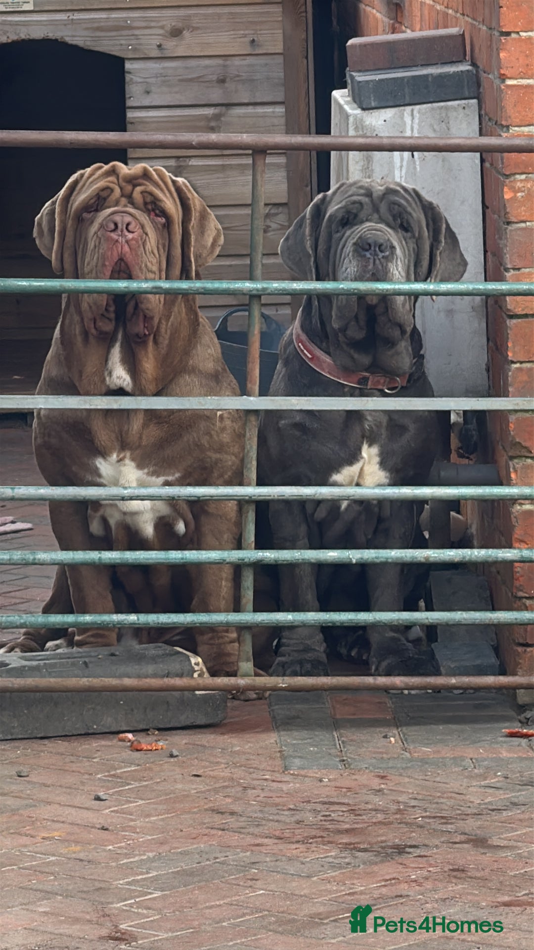 Neapolitan Mastiff dogs for sale: Nelly and vinnie Neapolitan mastiff  - Image 5