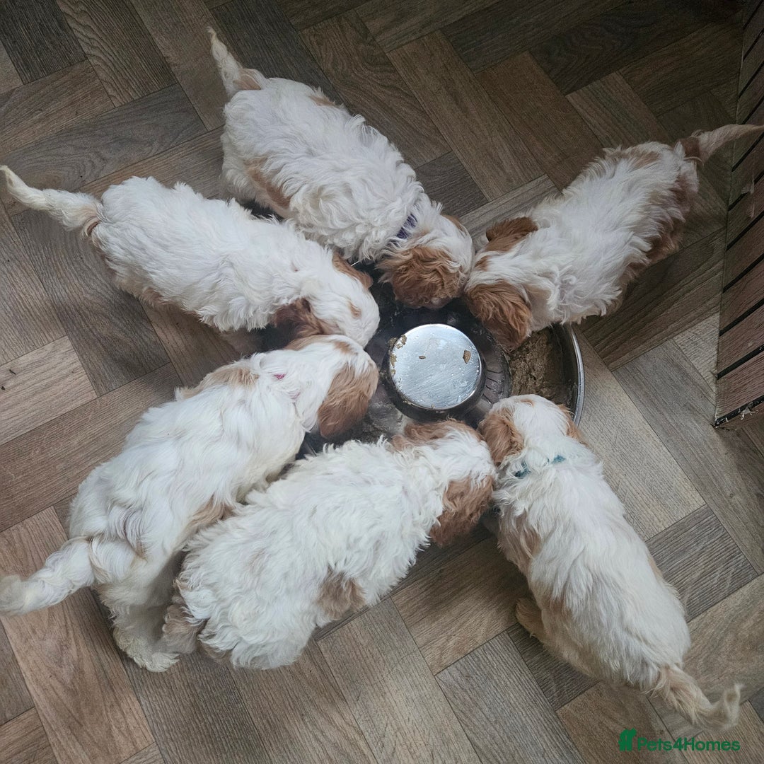 Cavachon dogs for sale: Cavachons. Beautiful Bundles of Fluff  - Advert 1