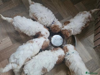 Cavachon dogs Cavachons. Beautiful Bundles of Fluff - Advert 1