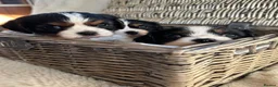 Cavalier King Charles Spaniel dogs for sale: King Charles cavalier puppies - Advert 2