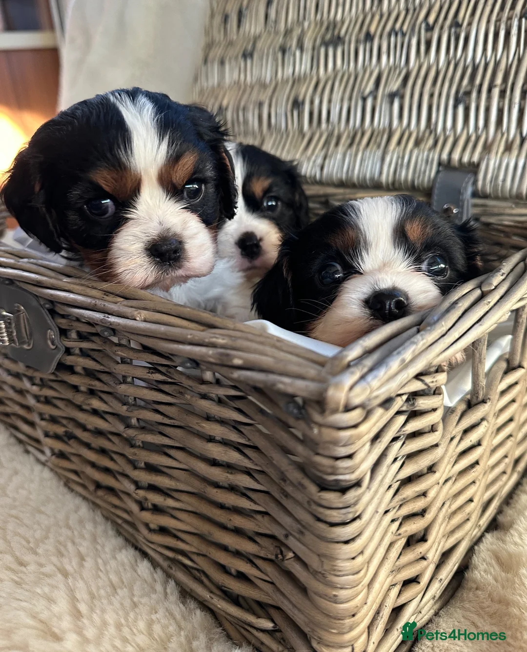 Cavalier King Charles Spaniel dogs for sale: King Charles cavalier puppies - Advert 2