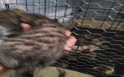 Ragdoll cats for sale: Kittens for sale - Image 19
