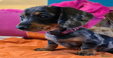 Miniature Dachshund dogs - Advert 7