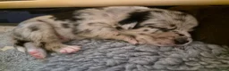 Border Collie dogs for sale: A litter of 5 beautiful collie pups  - Advert 30