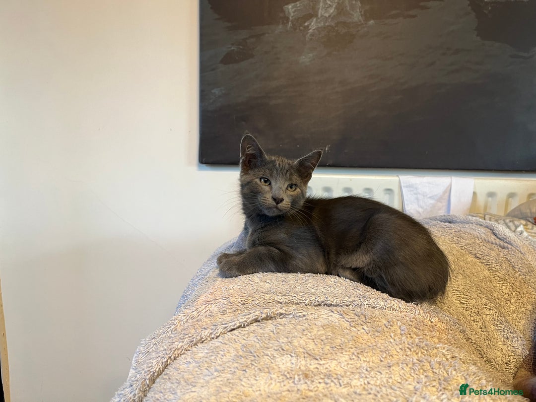 Oriental cats for sale: 5 STUNNING RAGAMESE KITTENS - Image 15