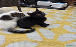 Mixed Breed cats for sale: 6 beautiful kittens for sale - Image 8