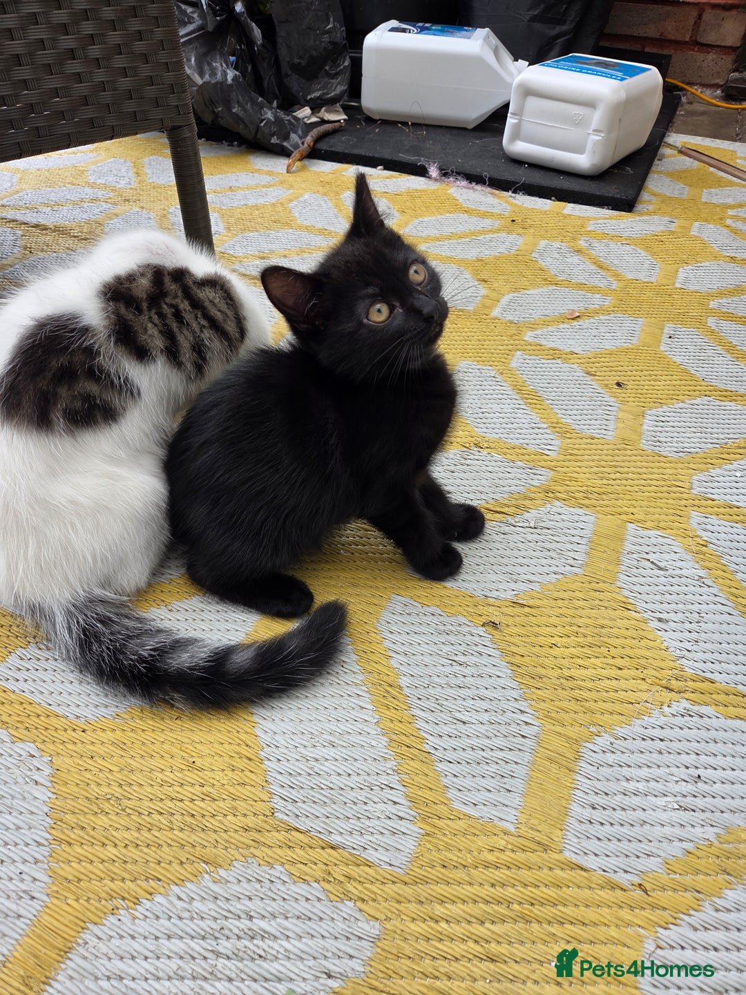 Mixed Breed cats for sale: 6 beautiful kittens for sale - Image 8