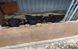 German Shepherd dogs for sale: GERMAN SHEPHERD  - Image 12