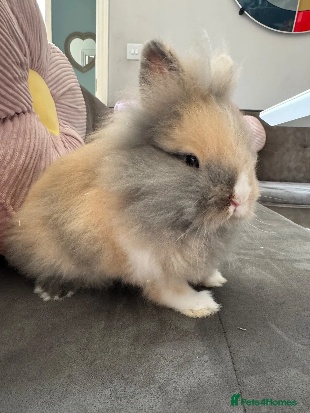 Lionhead rabbits for sale:  Double mane fluffy lion head  - Advert 12