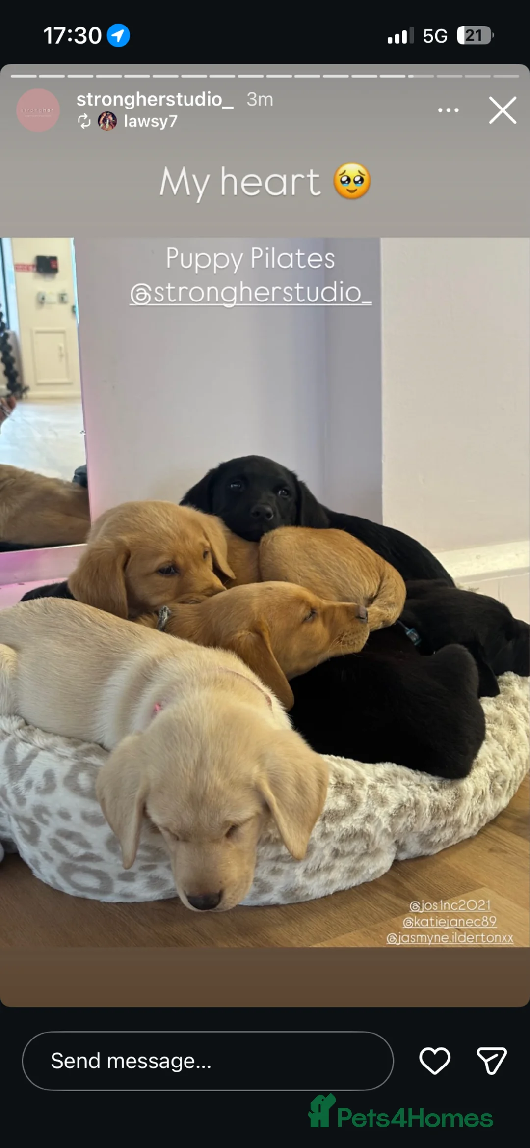 Labrador Retriever dogs for sale: KC Registered Labrador Puppies - Advert 2