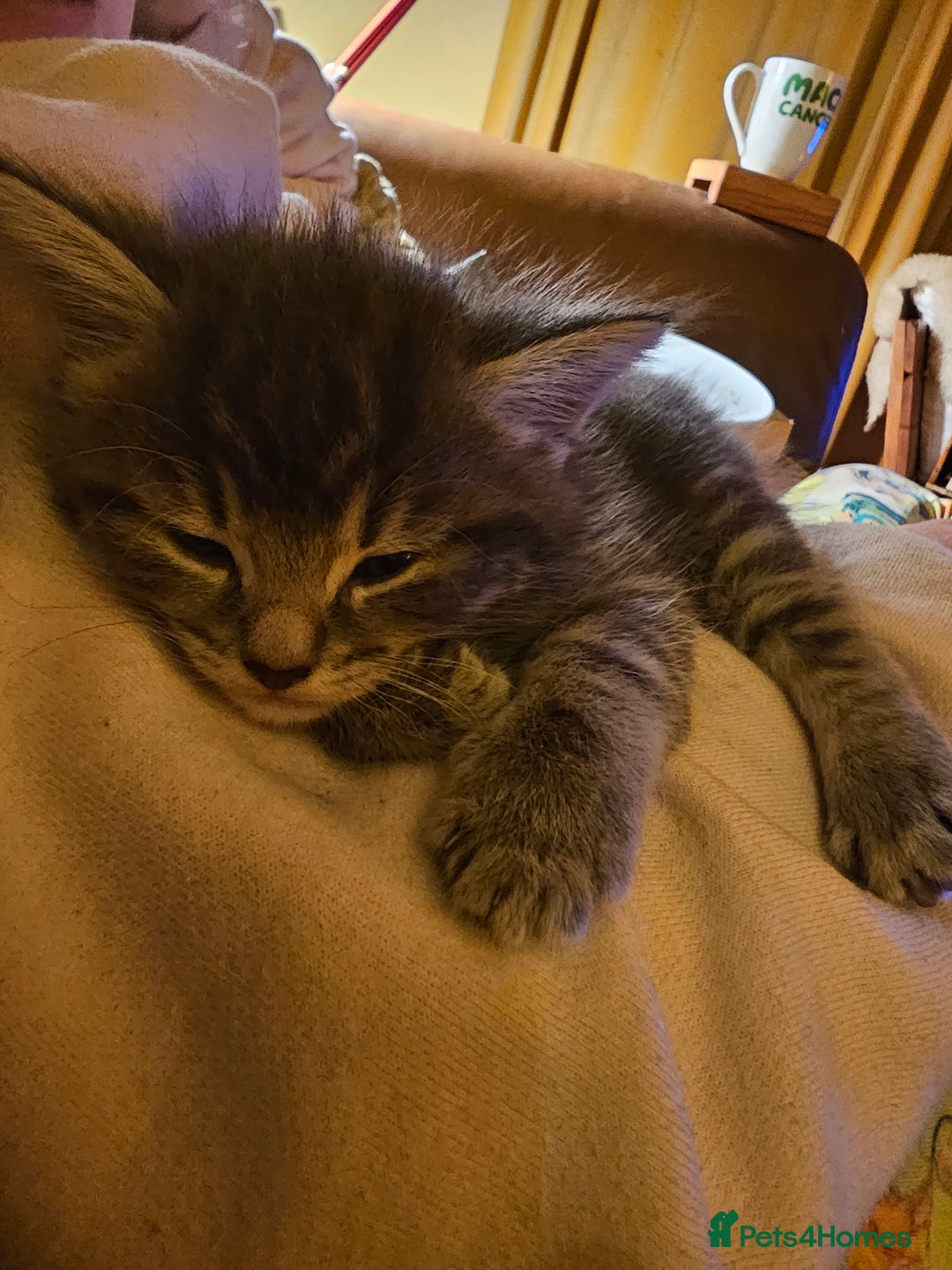 Mixed Breed cats for sale: Part Maine Coon - Advert 21