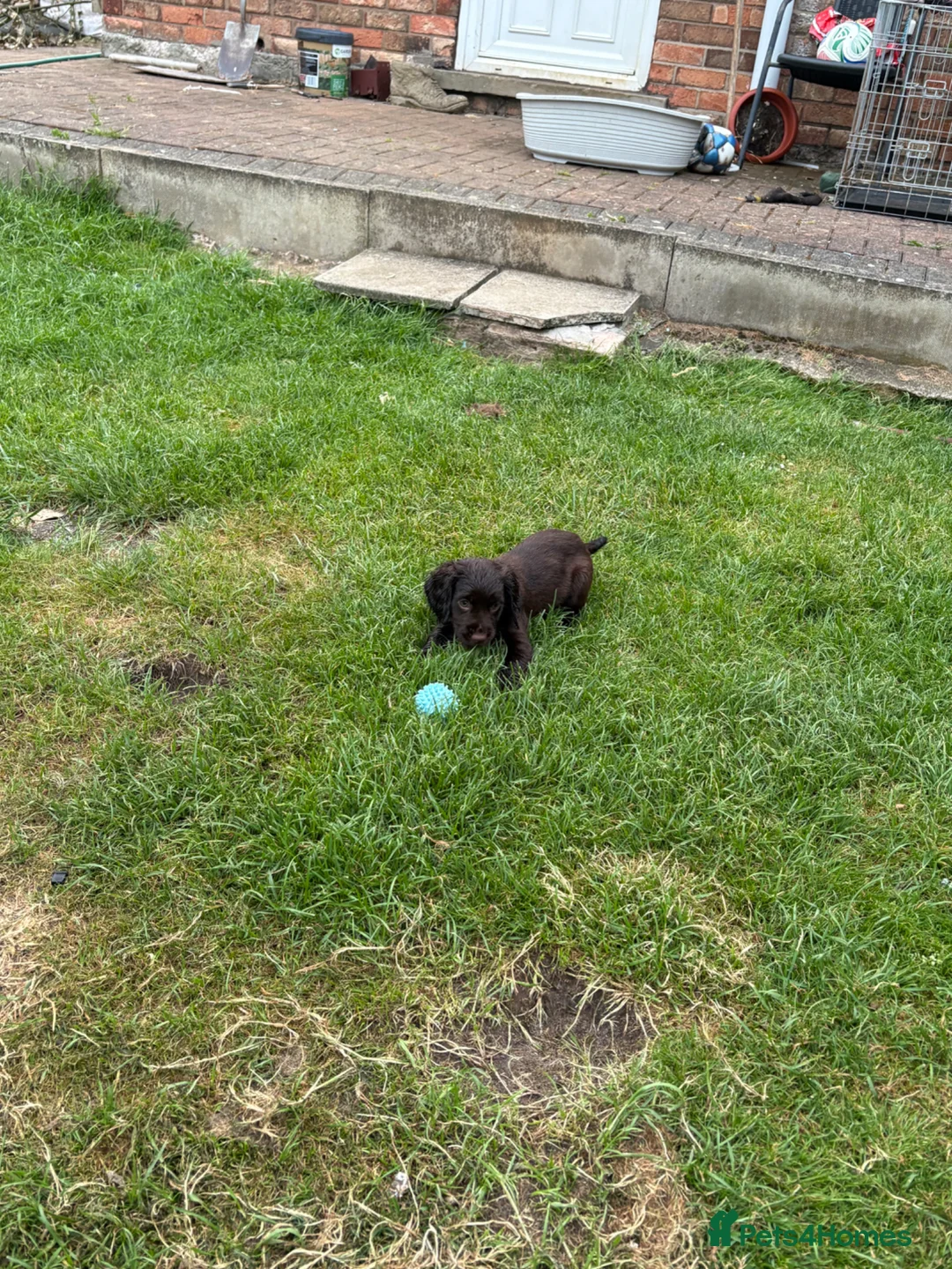 Cocker Spaniel dogs for sale: Cocker spaniel female pup 10 weeks old - Advert 1
