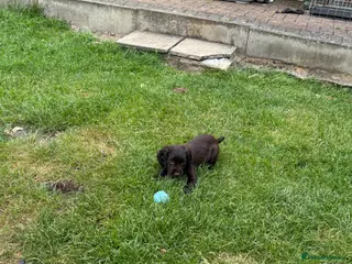 Cocker Spaniel dogs Cocker spaniel female pup 10 weeks old - Advert 6