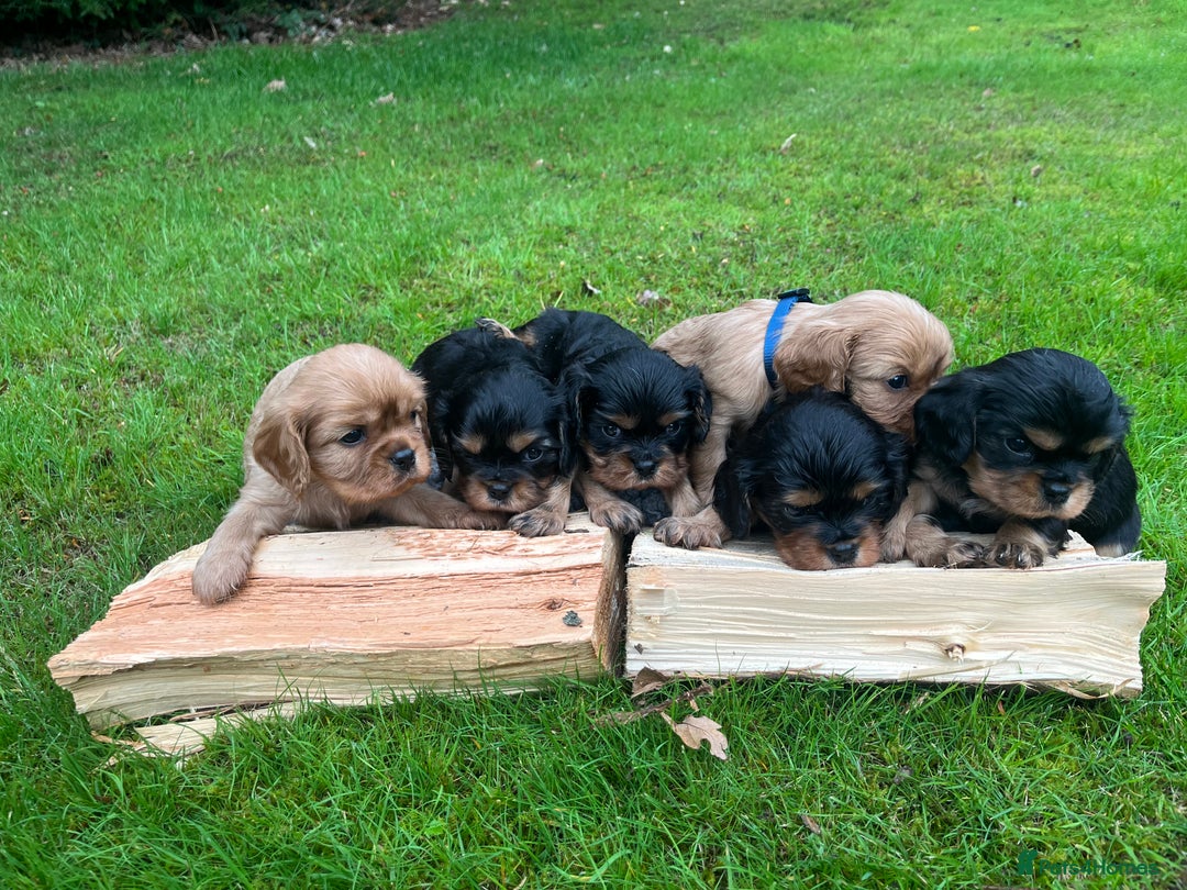 Cavalier King Charles Spaniel dogs for sale: KC reg Cavalier Puppies - Image 3