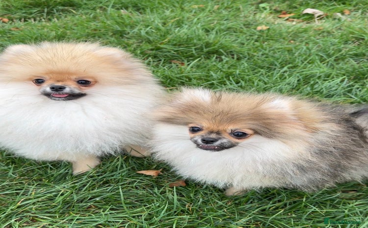 Pomeranian dogs - Advert 6
