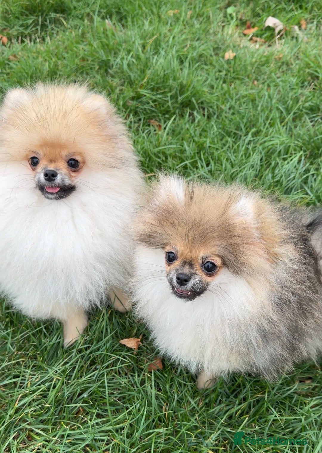 Pomeranian dogs for sale: Two tiny boys are looking for their home - Image 1
