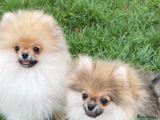 Pomeranian dogs - Advert 2