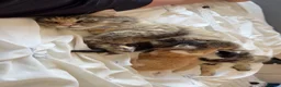 Maine Coon cats for sale: Mainecoon kittens  - Advert 5