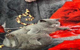 British Shorthair cats for sale: GCCF BSH Kittens pet homes only  - Image 32