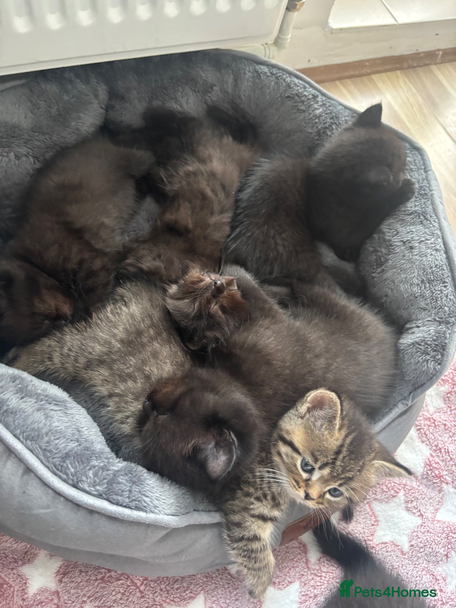British Shorthair cats for sale: Adorable Kittens Looking for loving new homes - Advert 1
