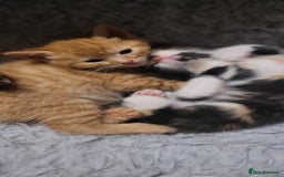 Mixed Breed cats for sale: Beautiful kittens needing loving homes - Image 12