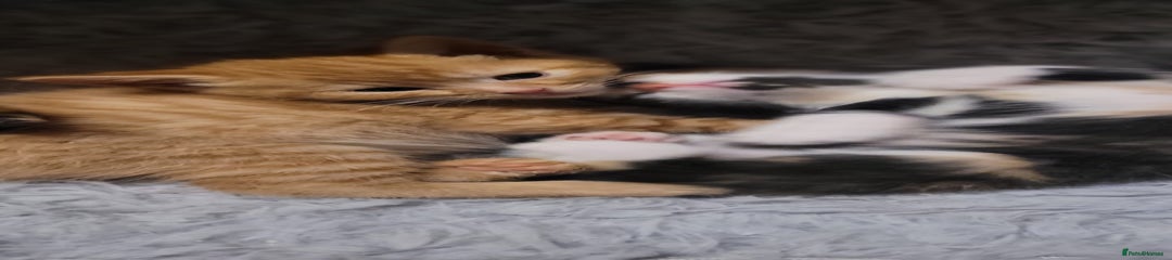 Mixed Breed Kitten 1