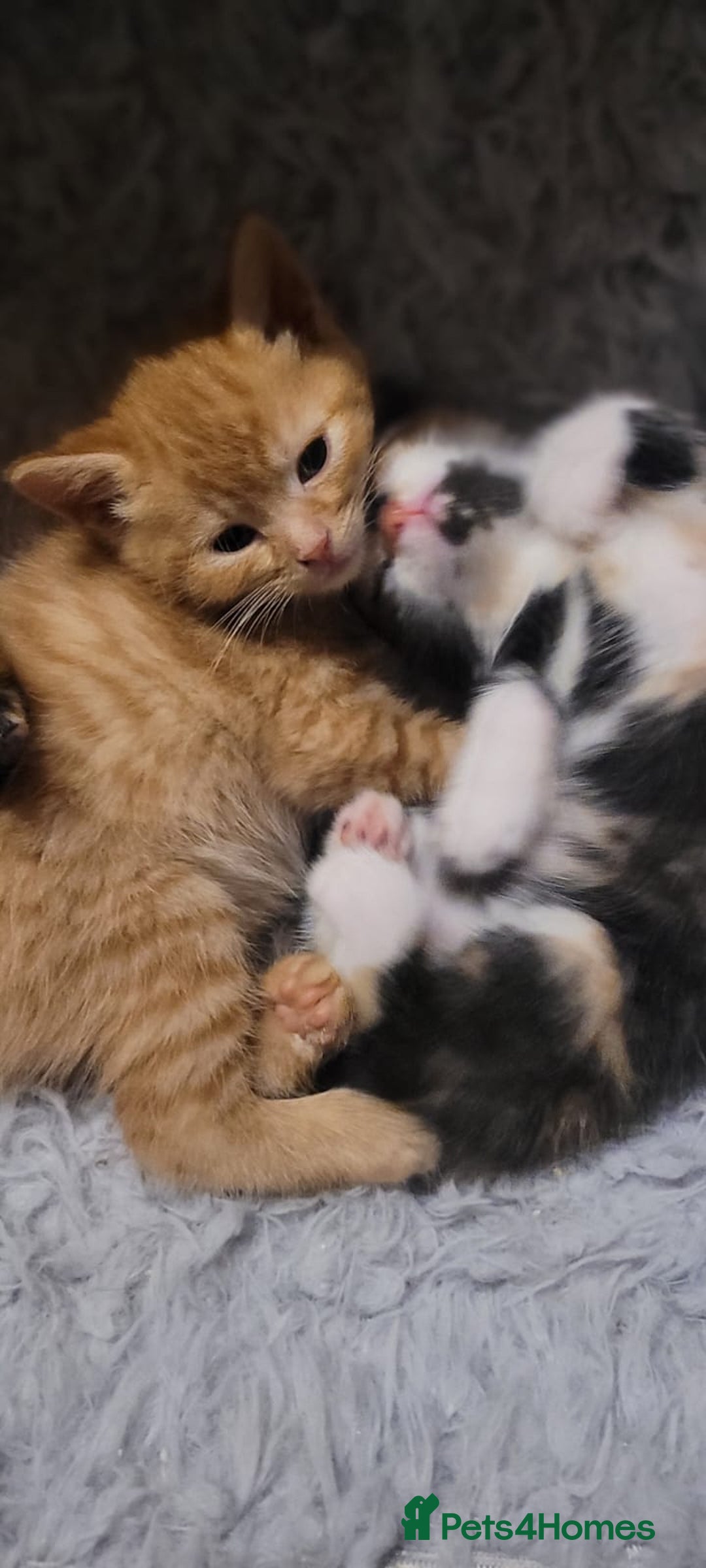 Mixed Breed cats for sale: Beautiful kittens needing loving homes - Image 12