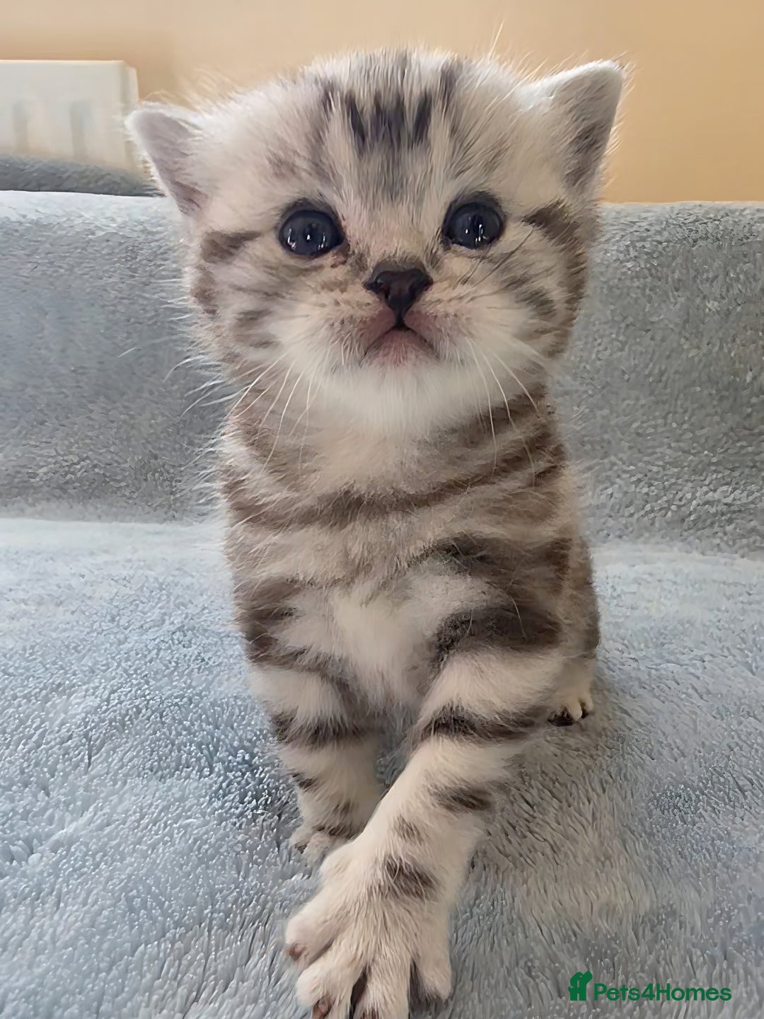 British Shorthair cats for sale: Silver Tabby kitten with his mother  - Image 10