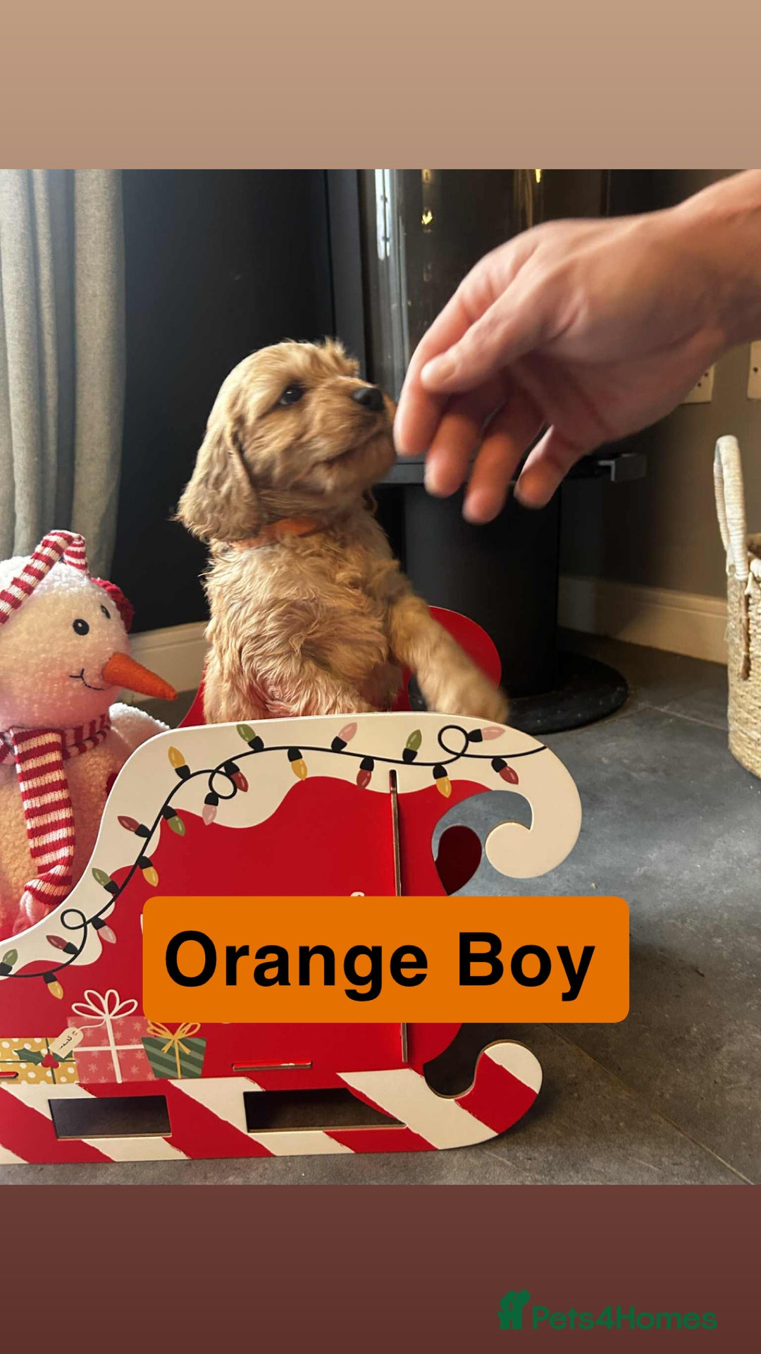 Cockapoo dogs for sale: F2 Cockapoo pups - Advert 10