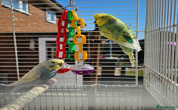 Budgerigars birds - Advert 14