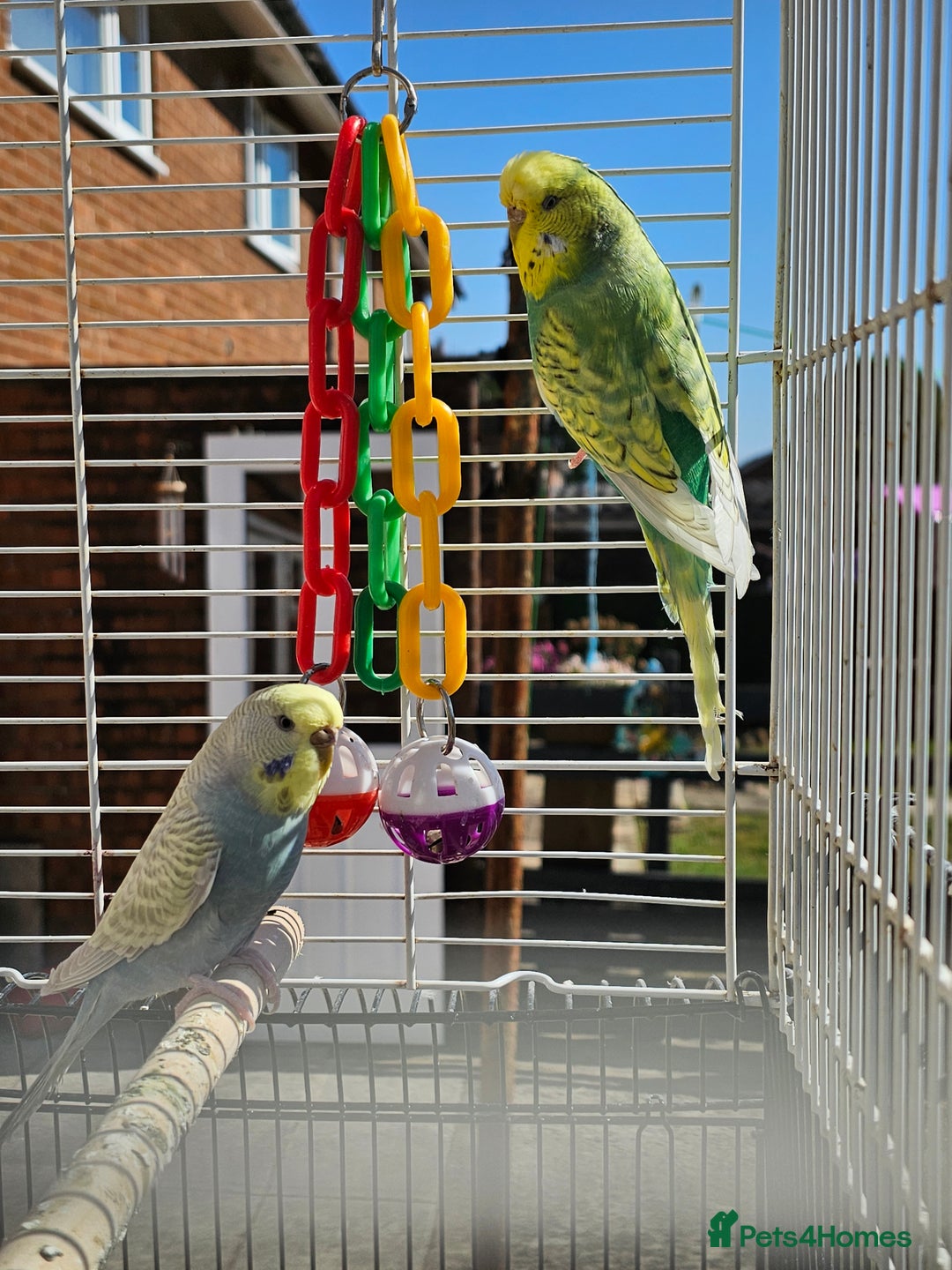 Budgerigars birds for sale: 2 male budgies, cage the lot  - Image 1