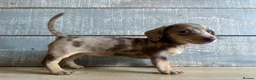 Miniature Dachshund dogs for sale: Kc registered Miniature dachshund puppies  - Advert 3